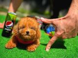 Red Brown 3 Aylık Toy Poodle Yavrumuz ALEX