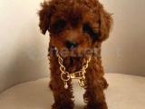 MİNİ TOY POODLE ERKEK YAVRUMUZ 