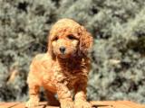 Brown Toy Poodle