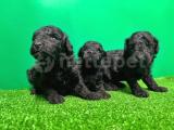 TOY POODLE YAVRUSU