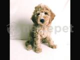 Toy Poodle Yavrumuz 2 Aylık Erkek Pasaportu ve Çiplidir Gelen Aşıları Yapılmıştır..