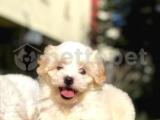 ORJİNAL MALTİPOO YAVRU