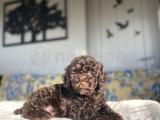 CHOCOLATE NADİR RENK TOY POODLE BEBEKLER