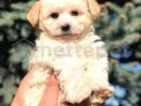 Anne baba secereli maltipoo 