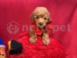 BEBEK SURAT TOY POODLE YAVRULARIMIZ