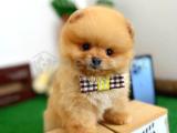 Irk ve sağlık garantili pomeranian boo yavrularımız