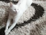 Ankara kedisi malez çok tatlı erkek