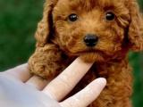 ORJİNAL TOY POODLE YAVRULARIMIZ