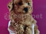 TOY POODLE YAVRULARIMIZ