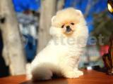 Eşsiz Güzellikte Pomeranian Boo yavrumuz 