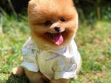 3 Aylık TeddyFace Pomeranian Oğlumuz/ İnstagram: pomeranianboodunyasi_