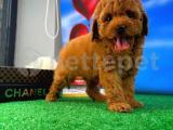 Zeki Enerjik Oyuncu Toy Poodle yavrumuz