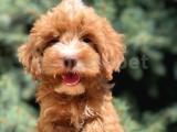 Orjinal Brown Maltıpoo