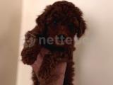 RED BROWN TOY POODLE 3 AYLIK ERKEK