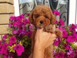 Red Brown Toy Poodle yavrumuz 