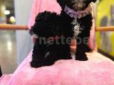 2 Aylık maltipoo yavru köpek ilanları