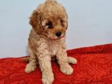 TOY POODLE YAVRULARİMİZ