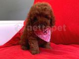 Red brown toy poodle wc eğitimli MİCROCHİPLİ pasaportlu 