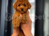 Dünya Tatlısı Toy Poodle yavrumuz 