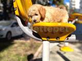 KALİTELİ APRİCOT POODLE ERKEK SON BİR