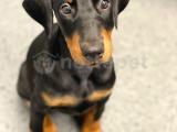 Safkan doberman