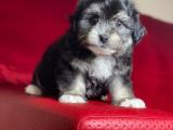 MALTİPOO YAVRULARI