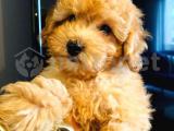 RED BROWN TOY POODLE  YAVRULARIMIZ MÜKEMMEL KALİTE 