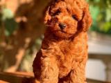 Toy Poodle Yavruları