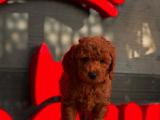 RED BROWN DİŞİ VE ERKEK TOY POODLE YAVRULARI