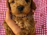 IRK GARANTİLİ ERKEK TOYPOODLE BEBİŞLER 