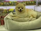 ÇOK ÖZEL POMERANIAN BOO YAVRUMUZ PETFARMPETSHOP