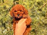 ÇOK KOYU RED BROWN TOY POODLE 