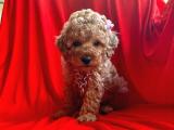 Toy Poodle Red Yavrularar