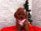 Show Kalitede Erkek ve Dİşi Red Brown Toy Poodle Yavrular