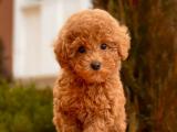 RED BROWN TOY POODLE YAVRULAR