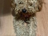 Mükemmel Kalitede Toy Poodle Yavrumuz