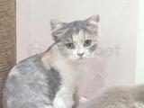 Bal kedi pişi 5 aylik dişi çok tatlı