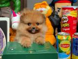 Teacup pomeranian boo yavrumuz