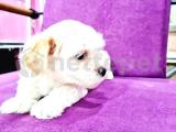 Safkan Maltese Terrier Yavrular