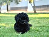 ırk garantili Toy Poodle 