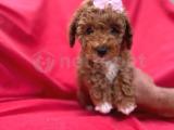 Anne altından sağlık garantili orjinal toy poodle