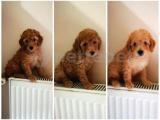 Sevimli Toy Poodle Yavrularımız 