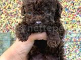 CHOCOLATE TOY POODLE YAVRULARIMIZ 