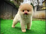 1.sınıf kalite Pomeranian Boo yavrumuz 