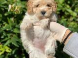 Apricort Toy Poodle Yavru