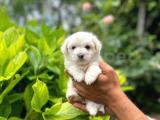 Mini boy maltese teriyer 