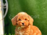 F1 RED MİNİ MALTİPOO YAVRULAR