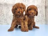 MÜKEMMEL KALİTEDE TOY POODLE YAVRU  