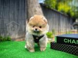 Tcup yavru Çok sevimli Pomeranian Boo 