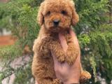 Red brown toy poodle yavrularımız